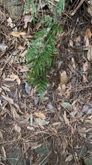 Asplenium adiantum-nigrum
