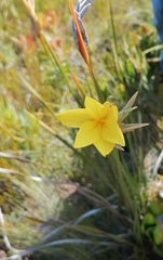 Bobartia longicyma