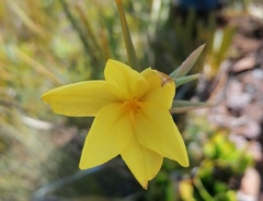 Bobartia longicyma