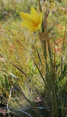 Bobartia longicyma