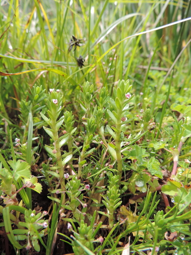 Crassula granvikii