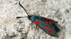 Zygaena centaureae