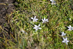 Lobelia ionantha