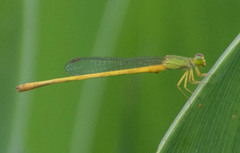 Ceriagrion coromandelianum