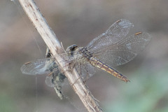 Brachythemis contaminata