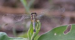 Diplacodes trivialis