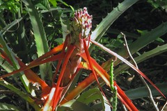 Bromelia serra