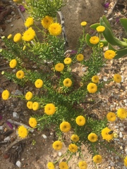 Chrysocoma coma-aurea