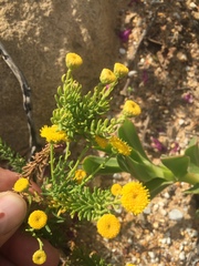 Chrysocoma coma-aurea