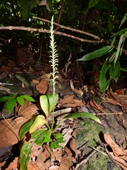 Beloglottis costaricensis