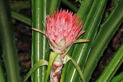 Ananas comosus bracteatus