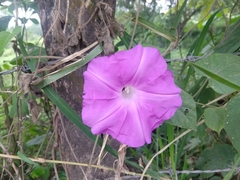 Ipomoea silvicola