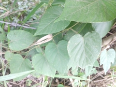 Ipomoea silvicola