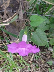 Ipomoea silvicola
