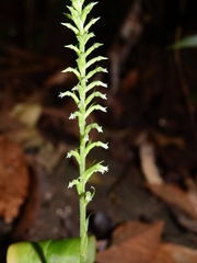 Beloglottis costaricensis