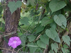 Ipomoea silvicola