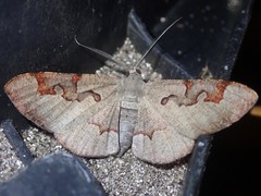 Hypochrosis pyrrhophaeata