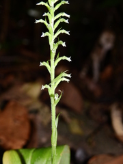 Beloglottis costaricensis