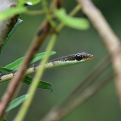 Dendrelaphis