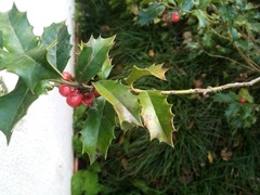 Ilex colchica