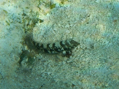 Cryptocentrus leucostictus