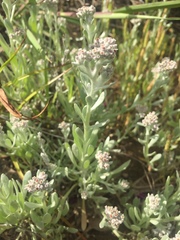 Vellereophyton