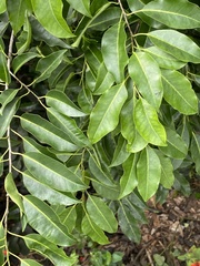 Ilex krugiana