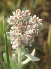 Vellereophyton