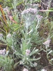 Vellereophyton