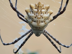 Argiope sector