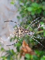 Argiope sector
