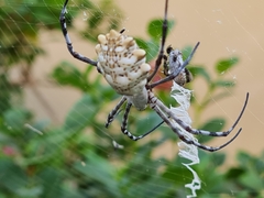 Argiope sector