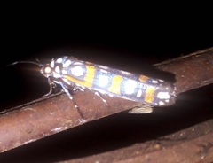 Cydosia curvinella