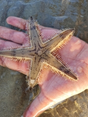 Astropecten polyacanthus