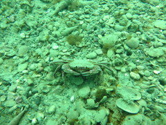 Nectocarcinus antarcticus
