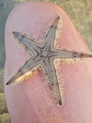 Astropecten polyacanthus