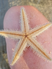 Astropecten polyacanthus