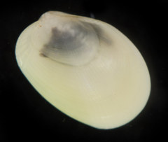 Musculus discors