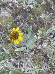 Borrichia frutescens image