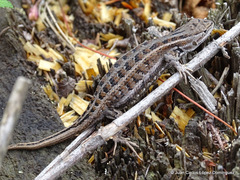 Trans Volcanic Bunchgrass Lizard photo 4