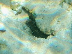 Cryptocentrus leucostictus