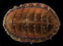 Tonicella insignis