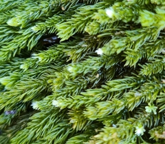 Caulerpa
