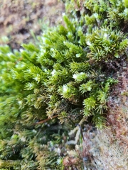 Caulerpa