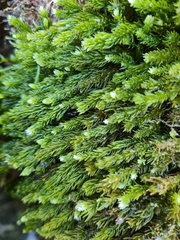Caulerpa