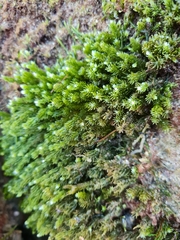 Caulerpa