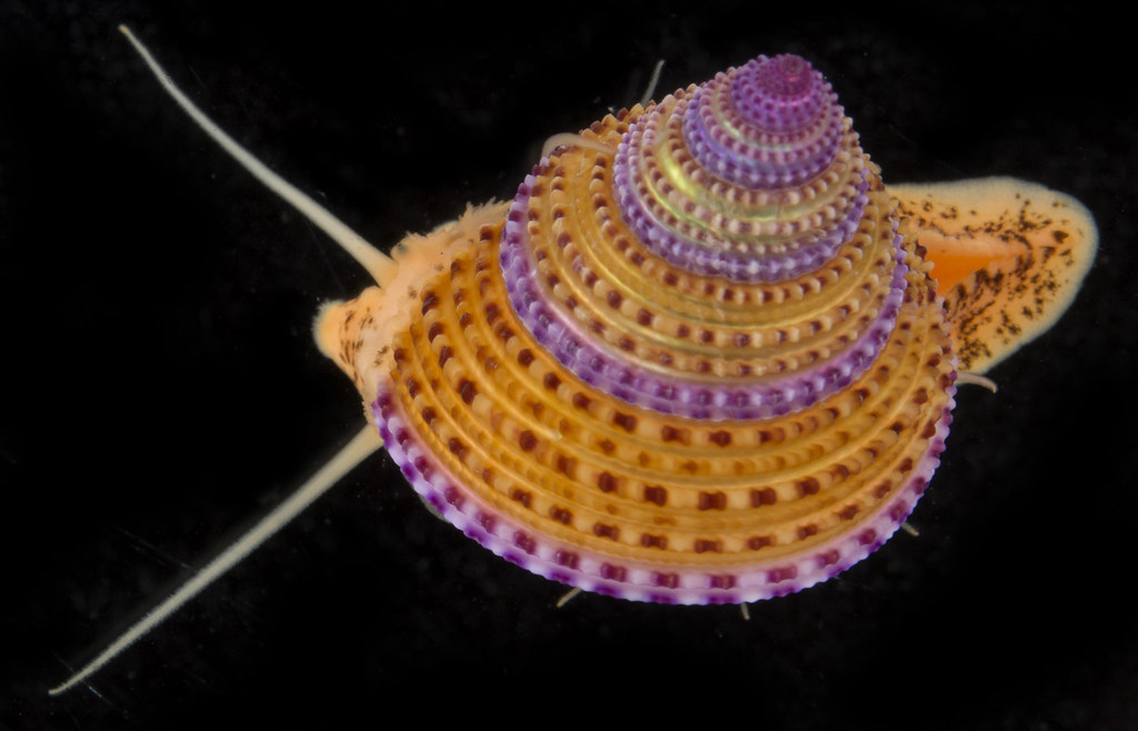 Vetigastropods