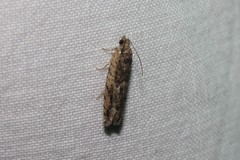 Pseudexentera haracana