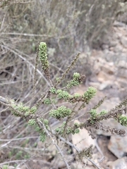 Ophryosporus triangularis