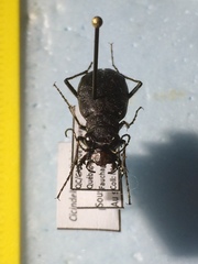 Cicindela longilabris